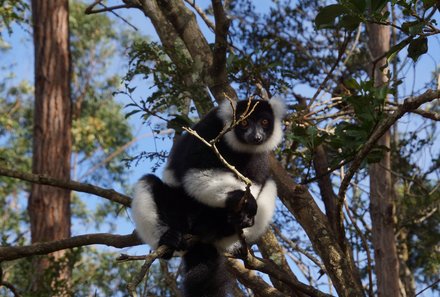Madagaskar Familienreise - Madagaskar Family & Teens - ruffed black and white Lemur