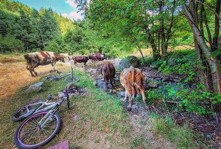 Bulgarien Familienreise - Bulgarien mit Kindern - Hotel Budapest Sofia - Tiere beim Mountainbiken