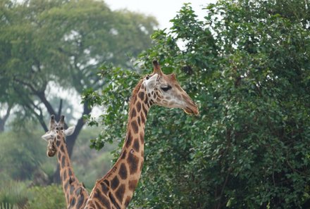 Uganda Familienurlaub - Uganda Family & Teens - Giraffen 