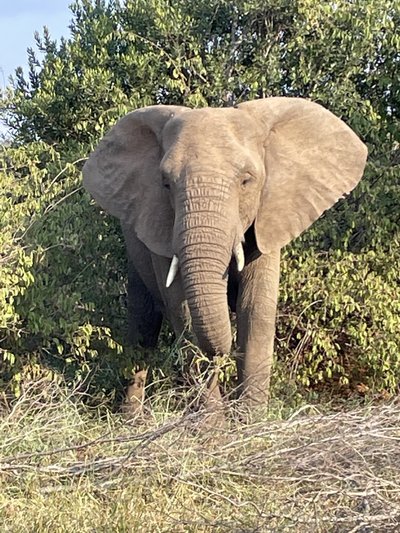 Südafrika for family - Bewertung - Elefant auf Safari Südafrika for family - Bewertung - Elefant auf Safari