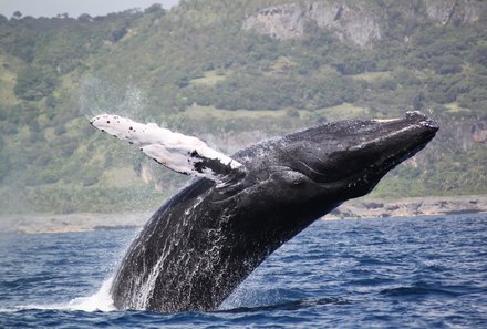 Dominikanische Republik mit Kindern - Dom Rep Familienreise - Samana - Wal springt aus Meer