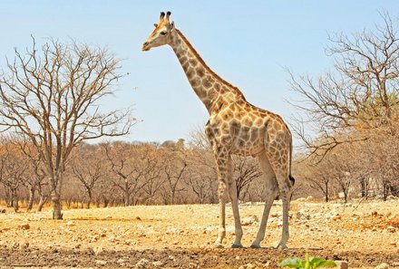 Namibia Deluxe Familienreise - Epacha Game Lodge - Giraffe