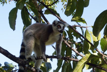 Madagaskar Familienreise - Madagaskar Family & Teens - Katta Lemur im Baum