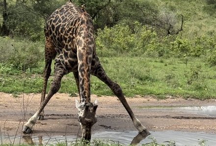 Tansania Familienreise - Tansania for family individuell - Familienabenteuer Tansania - Giraffe am trinken