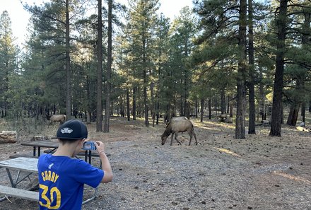 USA Südwesten mit Kindern - USA for family individuell - Kalifornien, Nationalparks & Las Vegas - Grand Canyon - Junge fotografiert Elch