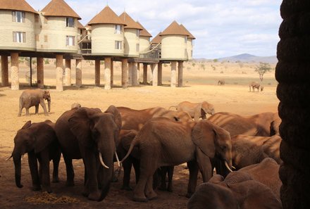 Kenia Familienreise - Kenia for family individuell - Best of Safari & Chale Island - Elefanten in Taita Hills