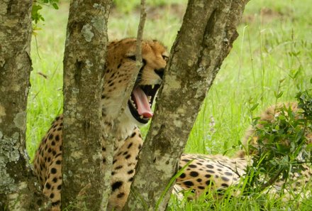 Kenia Familienreise - Kenia for family individuell - Massai Mara - Gepard