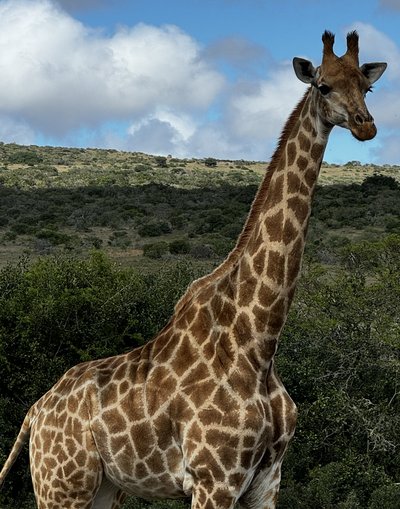 Garden Route for family - Safari - Giraffe