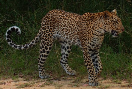 Kenia Familienreise - Kenia for family individuell - Massai Mara - Leopard