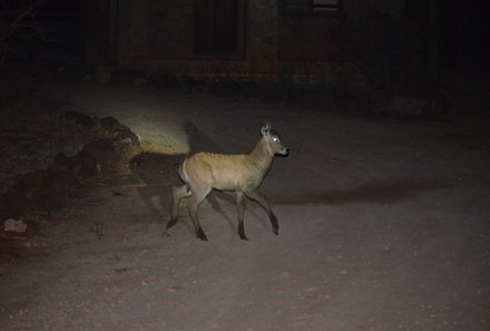 Kenia Familienreise - Kenia for family individuell - Best of Safari & Chale Island - Ziwani - Tier bei Nachtpirsch