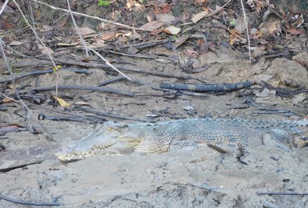 Familienreise Malaysia - Malaysia & Borneo Family & Teens - Krokodil liegt im Schlamm