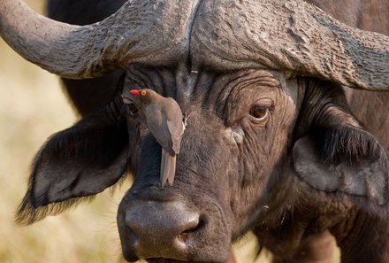 Botswana Familienreise - Botswana FIT - Hwange Büffel