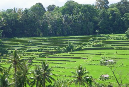 Bali for family deluxe - Familienreise Bali mit Kindern - Reisfelder in Ubud