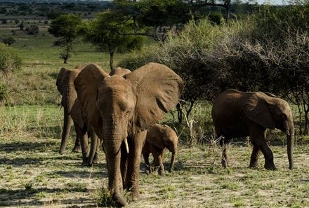 Serengeti mit Kindern individuell - Best of Familiensafari Serengeti - Gruppe Elefanten in Tansania