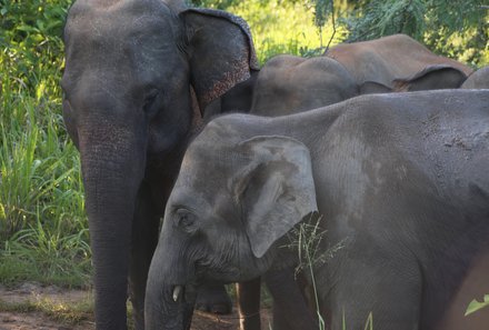 Sri Lanka mit Jugendlichen - Sri Lanka Summer Family & Teens - Jeepsafari im Minneriya Nationalpark - Elefanten