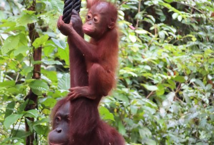 Familienurlaub Malaysia & Borneo - Malaysia & Borneo for family individuell - Orang-Utan Rehabilitationszentrum - Orang-Utan Junges