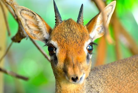 Tansania Familienreise - Tansania Family & Teens - Antilope Nahaufnahme