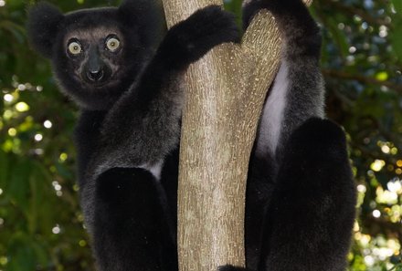 Madagaskar Familienreise - Madagaskar Family & Teens - Indri-Lemur