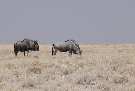 Namibia Familienreise - Namibia for family individuell - Straße zum Etosha - Gnus