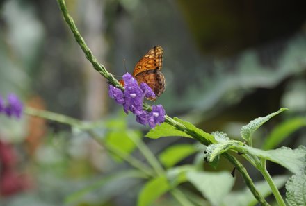 Panama mit Kindern - Panama Urlaub mit Kindern - Schmetterling