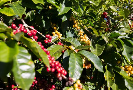 Panama for family individuell - Panama Familienreise - Kaffeepflanzen