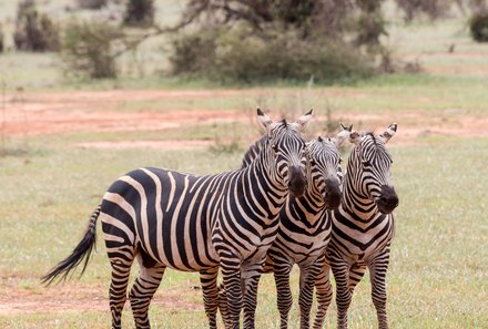 Kenia Familienreise - Kenia for family individuell - Strand & Buschabenteuer - Zebras