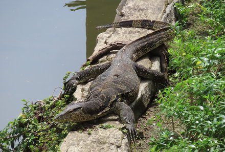 Familienurlaub Malaysia & Borneo - Malaysia & Borneo for family individuell - Flusssafari - Krokodil