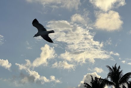 Mexiko for family Deluxe - Cancun - Vogel in der Natur