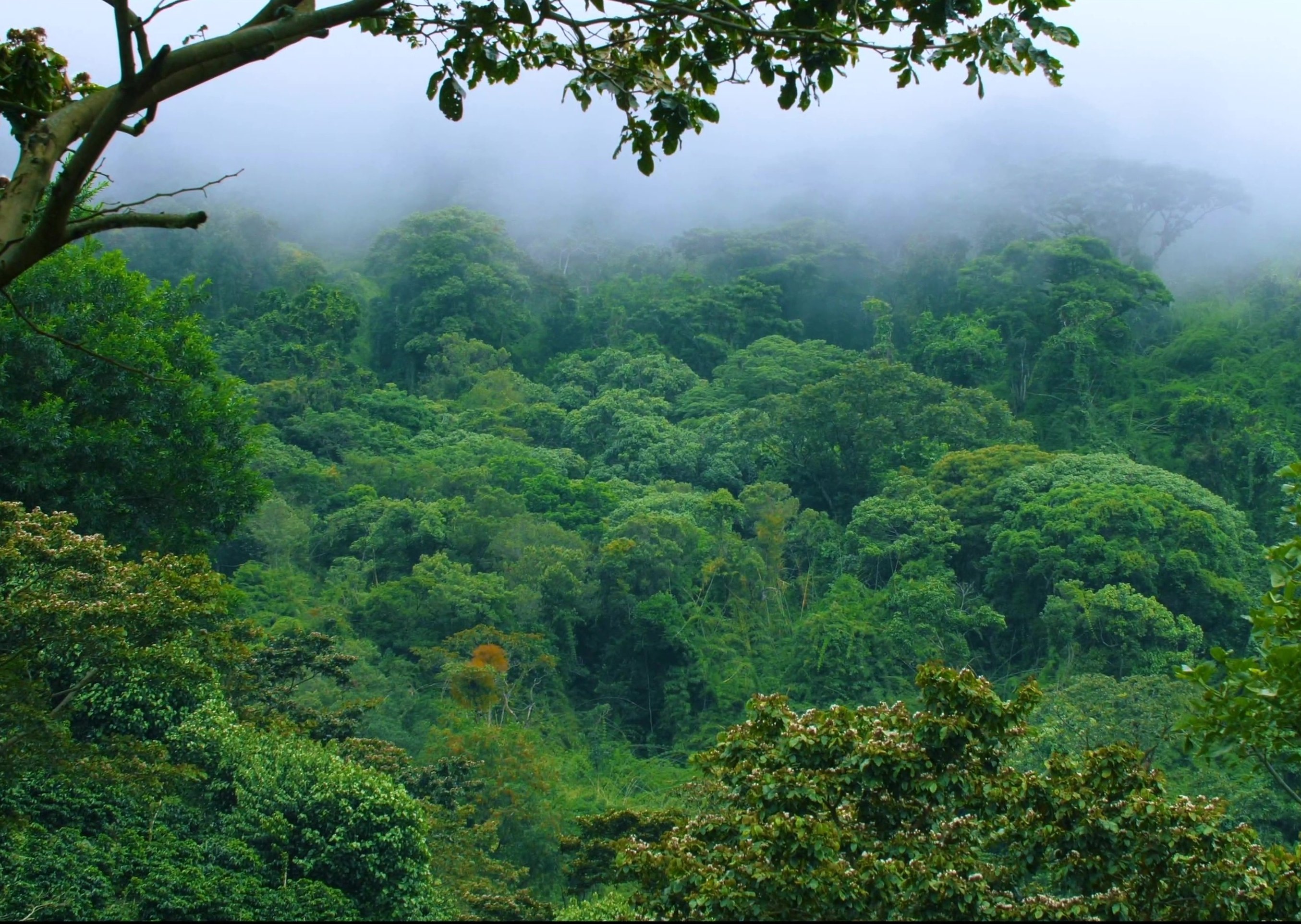 Panama mit Kindern - Panama Urlaub mit Kindern - Hochland Boquete - Nebelwald