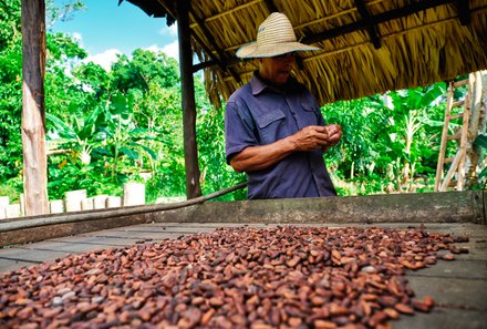 Dominikanische Republik mit Kindern - Dom Rep Familienreise - Kakaoplantage - Kakaobohnen trocknen