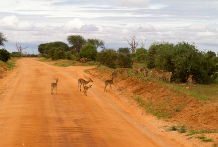 Kenia Familienreise - Kenia for family individuell deluxe - Tsavo Ost Nationalpark - Straße mit Tieren