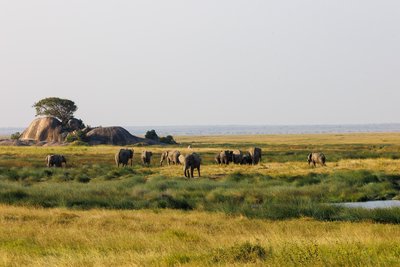 Tansania Familienreise - Tansania Family & Teens - Tiere in der Landschaft