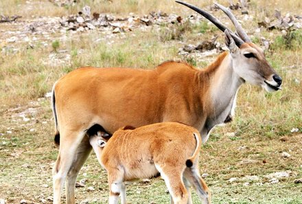 Namibia Deluxe Familienreise im Mietwagen - Windhoek - Tiere