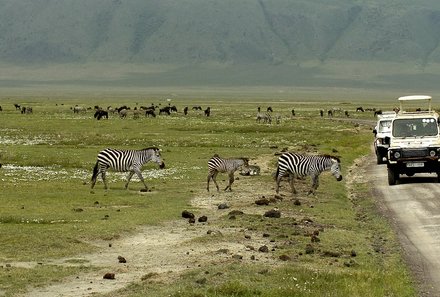 Tansania Familienreise - Tansania Family & Teens - Ngorongoro Krater - Zebras beobachten