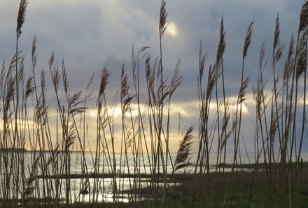 Familienreise Estland - Estland for family - Matsalu Nationalpark - Gräser