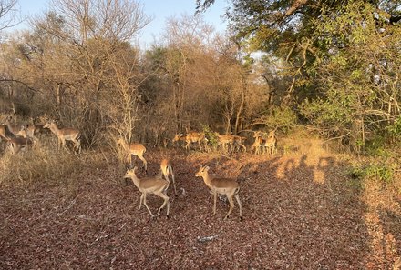 Südafrika mit Kindern - Südafrika for family - Makutsi Safari Farm - Jeepsafari zu Antilopen