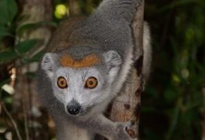 Madagaskar Familienreise - Madagaskar Family & Teens - crowned Lemur am Baum