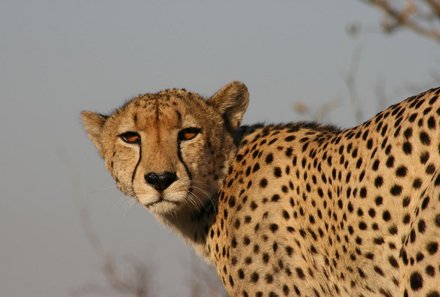 Namibia Deluxe Familienreise -  Okonjima Plains Camp - Leoparden im Nature Reserve