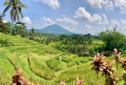 Bali for family deluxe - Familienreise Bali mit Kindern - Ubud Reisterrassen Panorama