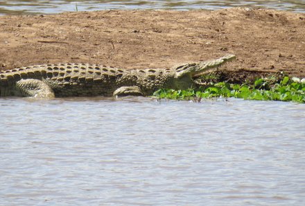 Kenia Familienreise - Kenia for family individuell - Best of Safari & Chale Island - Ziwani - Krokodil am See