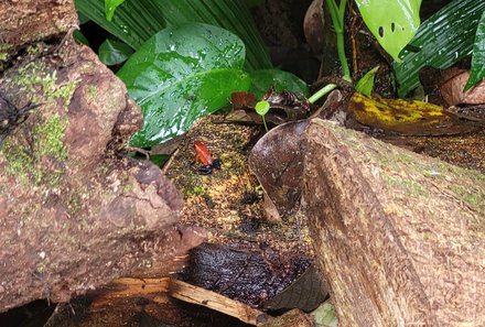 Familienreise Costa Rica - Costa Rica for family - Ecocentro Danaus - Frosch