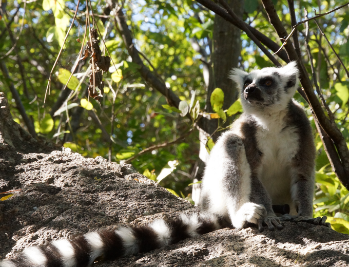 Madagaskar Familienreise - Madagaskar Family & Teens - Lemur sitzt auf Stein