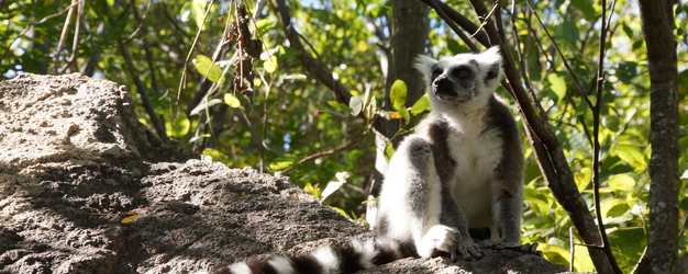 Madagaskar Familienreise - Madagaskar Family & Teens - Lemur sitzt auf Stein