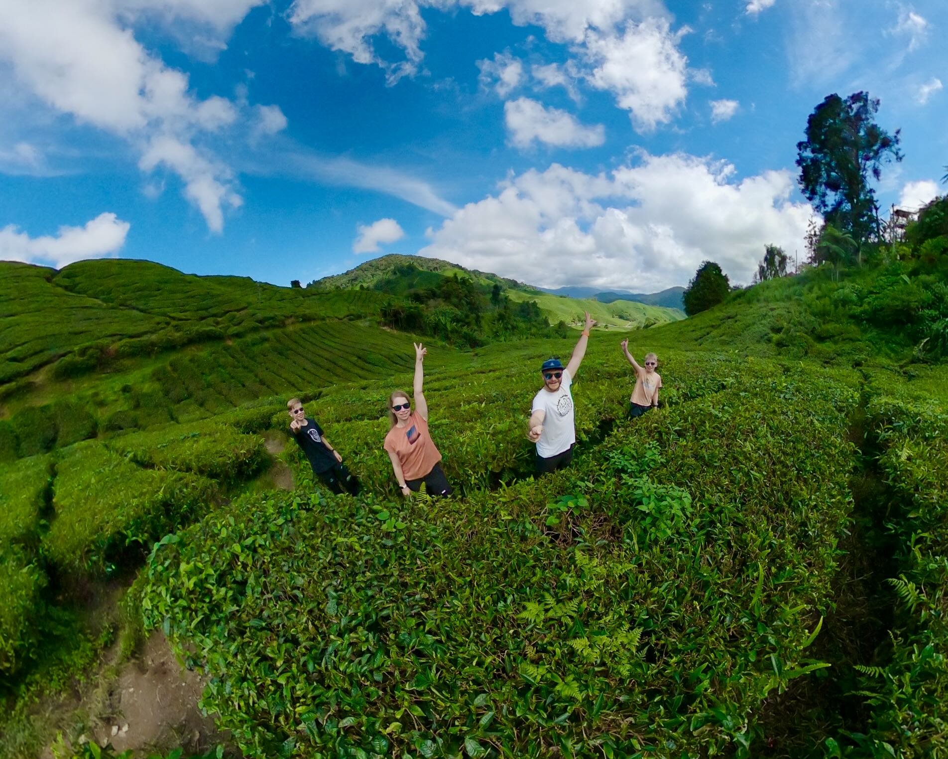 Malaysia mit Kindern - Malaysia Urlaub mit Kindern - Malaysia Rundreise mit Kindern - Teeplantagen von Cameron Highlands