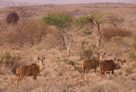 Namibia Family & Teens - Namibia Familienreise - Köcherbaumschlucht - Antilopen