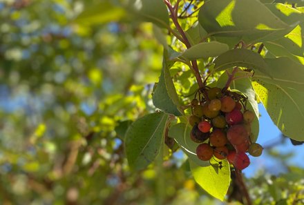 Jordanien for family - Ajloun Reservat - Frucht