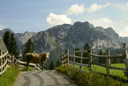 Montenegro Familienreise - Montenegro for family - Kuh steht auf dem Weg