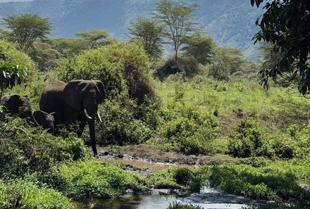 Tansania Familienurlaub - Tansania for family - Elefant in grüner Umgebung