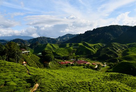 Familienurlaub Malaysia & Borneo - Malaysia & Borneo for family individuell - Teefelder von Cameron Highlands
