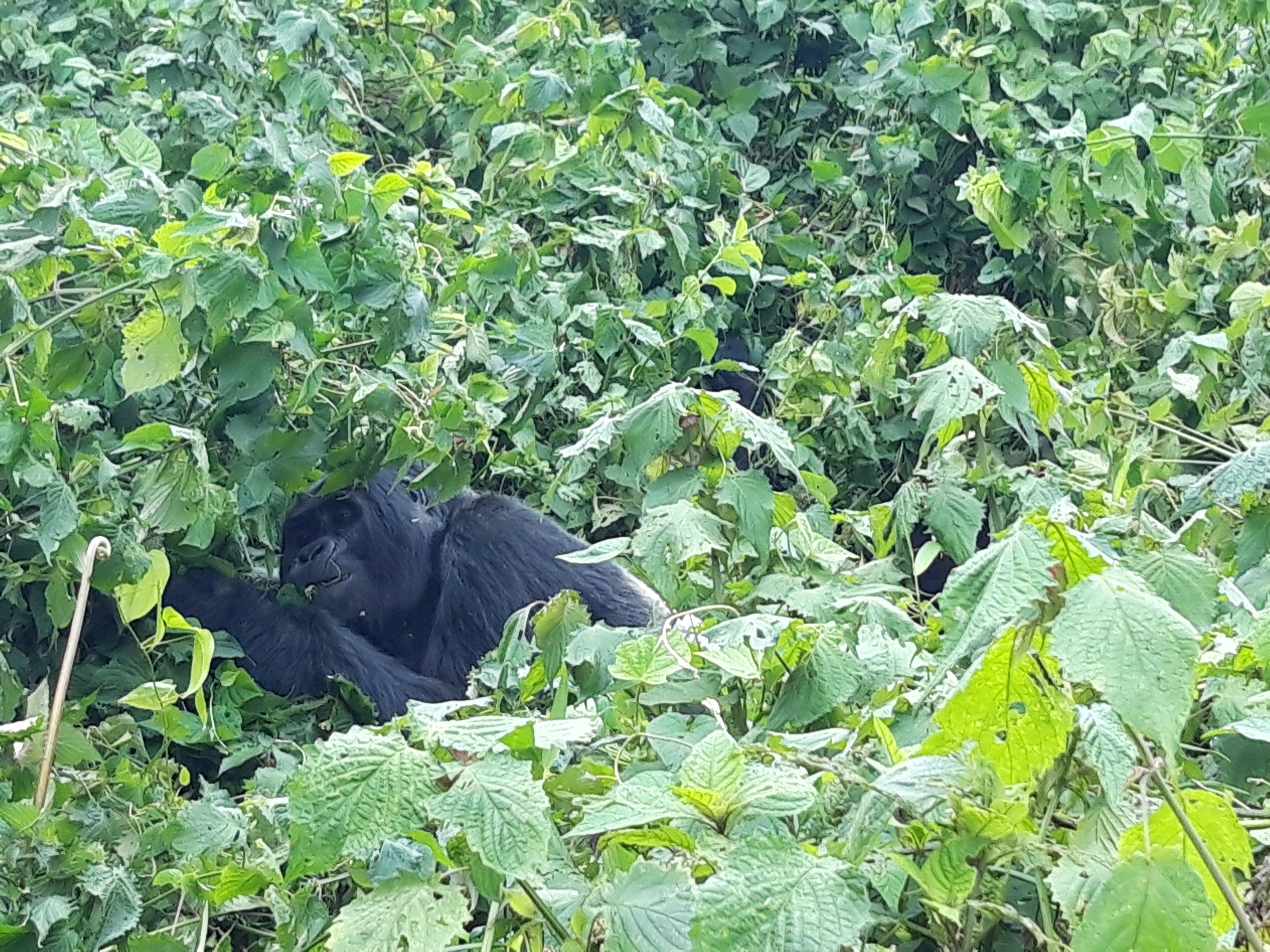 Uganda Familienurlaub - Gorilla-Tracking